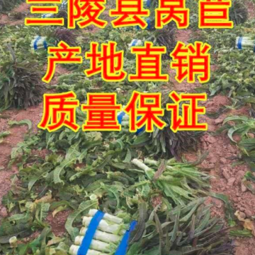 莴笋大量上市一次交易终身朋友支持视频看货量大从优