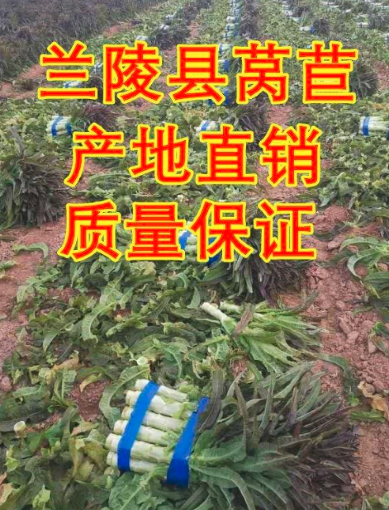 莴笋大量上市一次交易终身朋友支持视频看货量大从优
