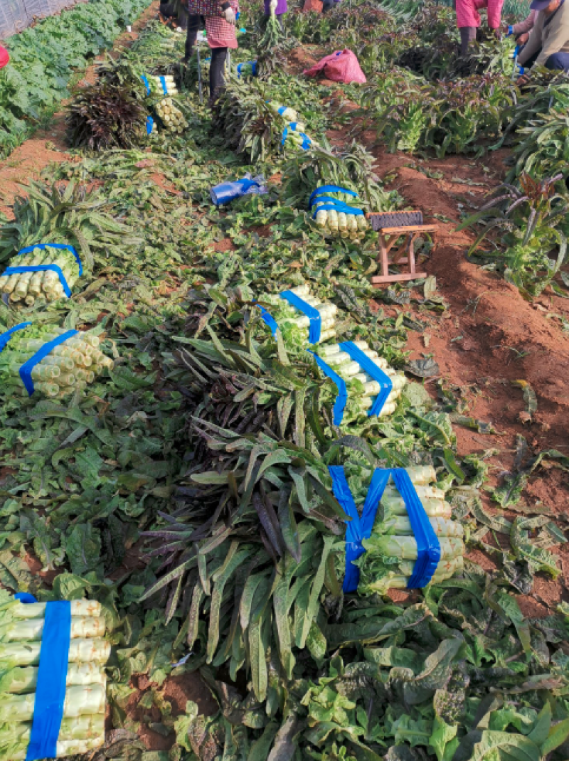 莴笋大量上市一次交易终身朋友支持视频看货量大从优