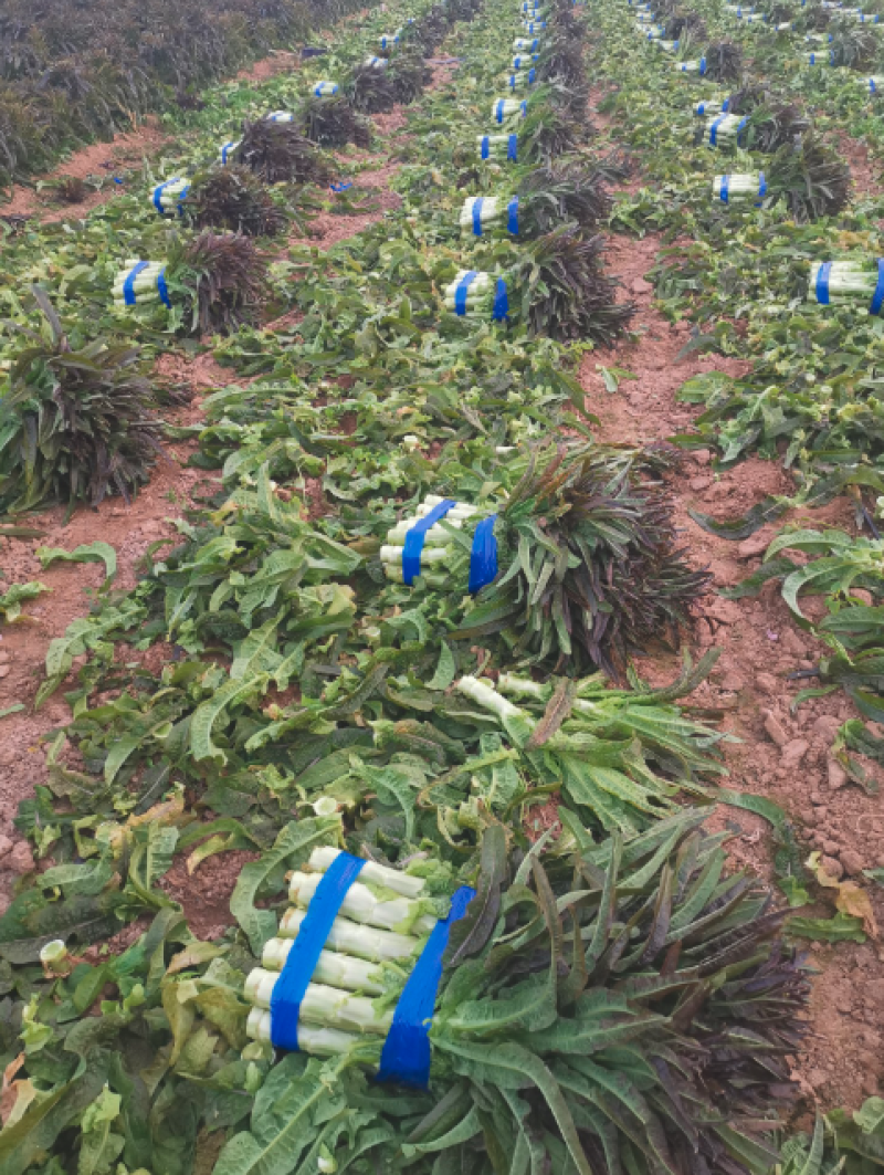 莴笋大量上市一次交易终身朋友支持视频看货量大从优