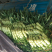 莴笋大量上市一次交易终身朋友支持视频看货量大从优