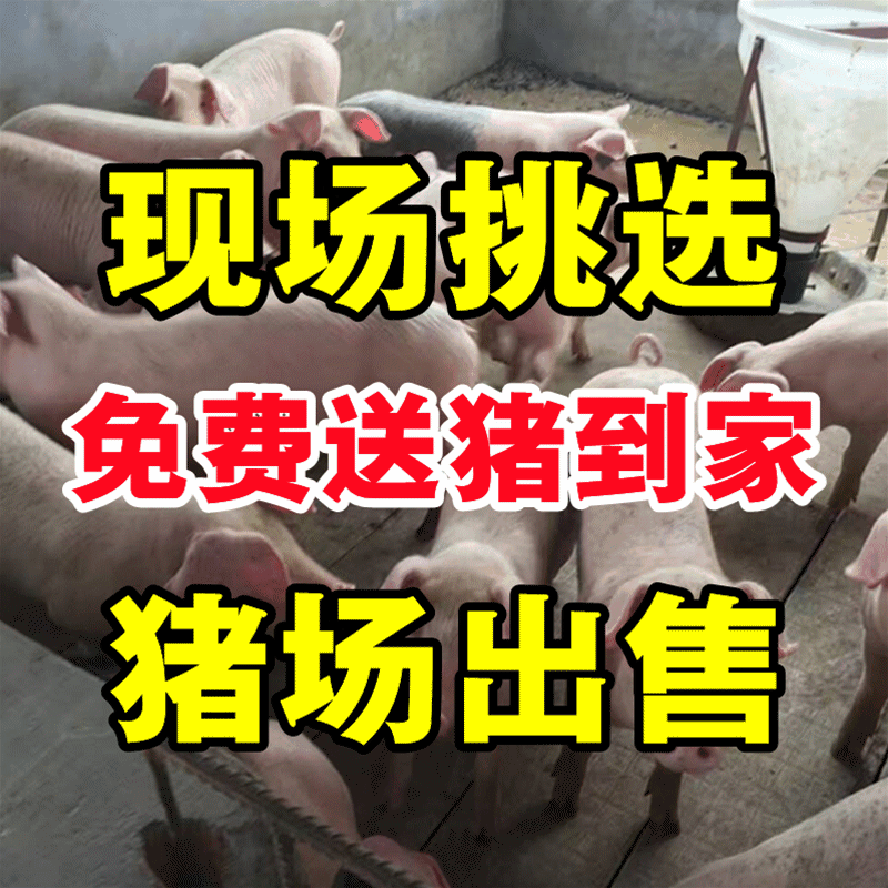 【浙江驿站】猪场出售10-30公斤三元仔猪品种纯正