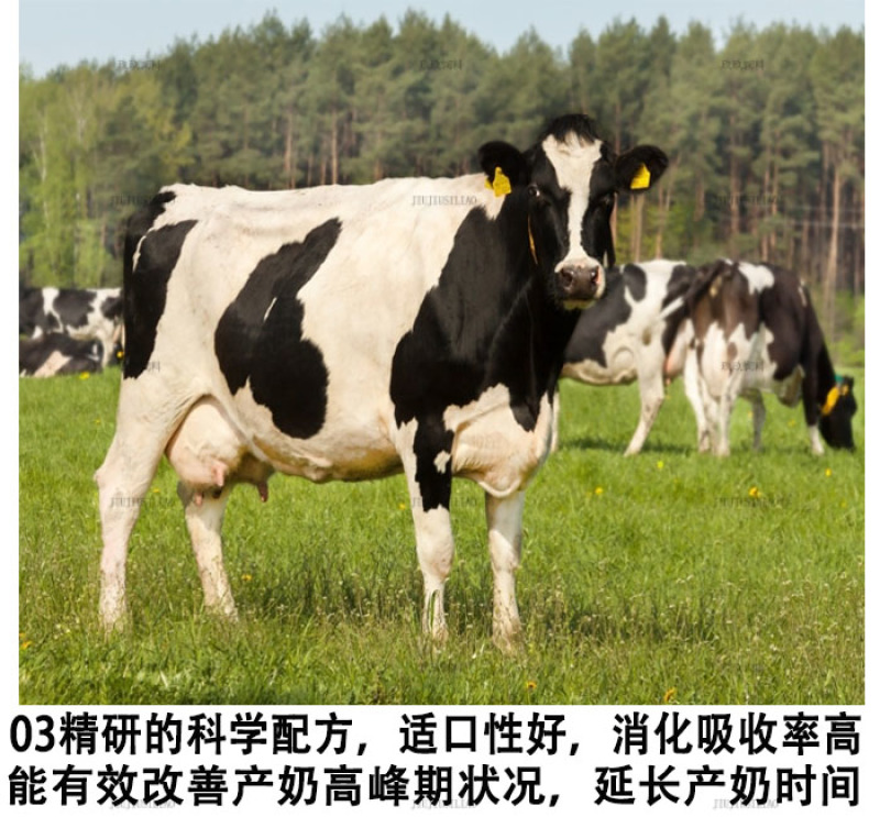 奶牛预混料产奶牛饲料产奶含量高奶质好营养均衡