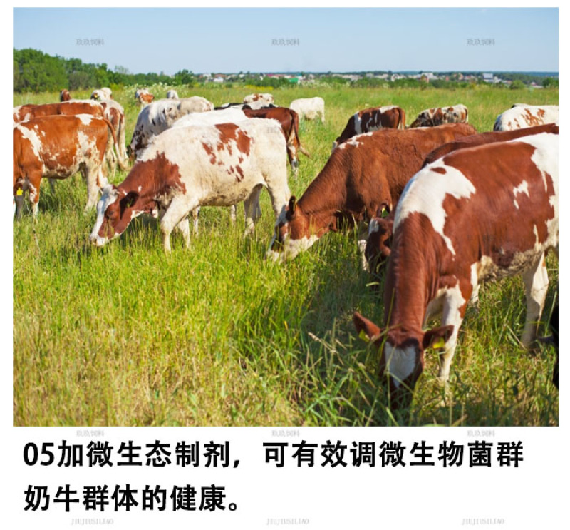 奶牛预混料产奶牛饲料产奶含量高奶质好营养均衡