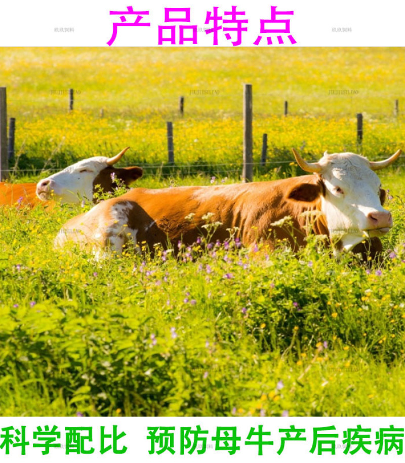 母牛预混料繁殖种牛用饲料助发情多产奶预防产后疾病提高配种