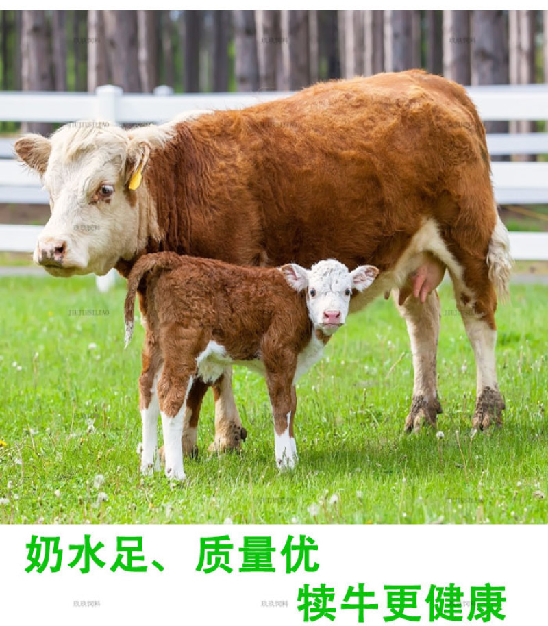 母牛预混料繁殖种牛用饲料助发情多产奶预防产后疾病提高配种