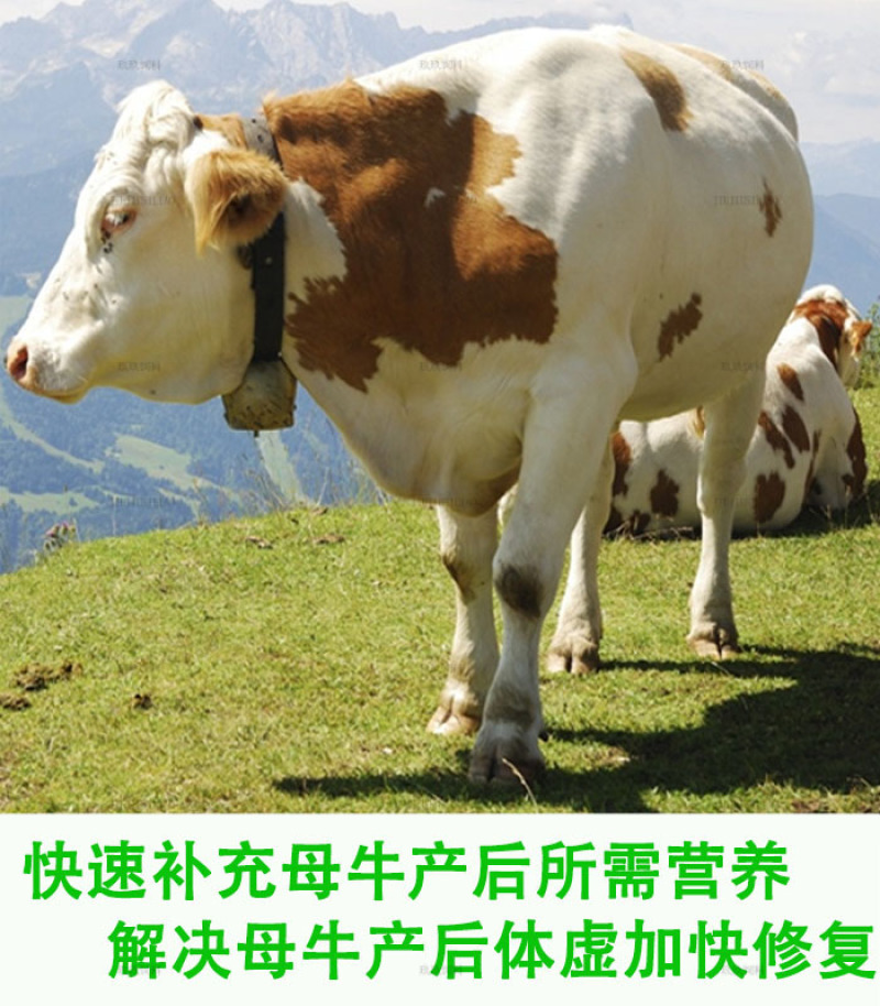 母牛预混料繁殖种牛用饲料助发情多产奶预防产后疾病提高配种