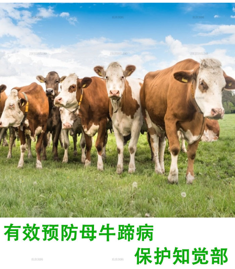 母牛预混料繁殖种牛用饲料助发情多产奶预防产后疾病提高配种