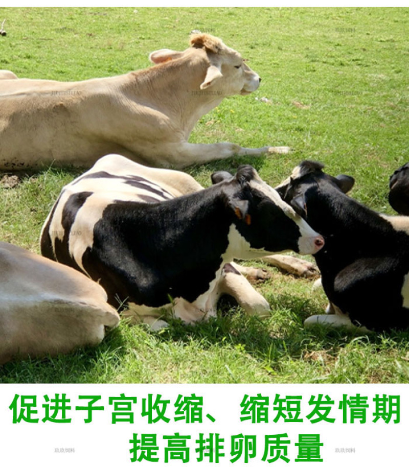 母牛预混料繁殖种牛用饲料助发情多产奶预防产后疾病提高配种