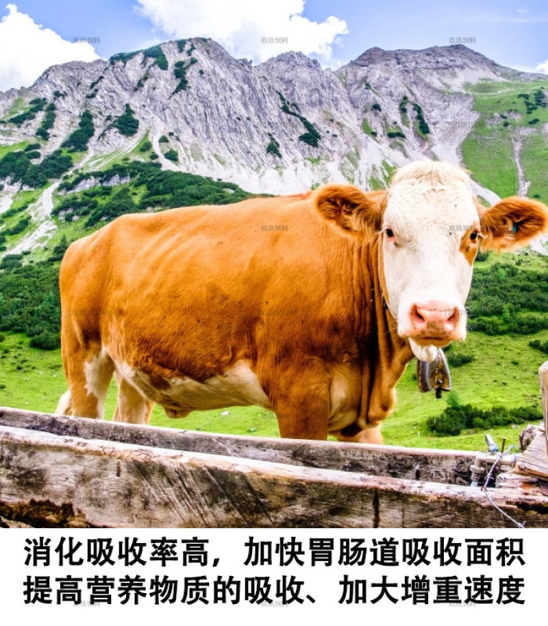 小牛预混料犊牛生长用饲料批发易吸收拉大骨架皮毛好顺滑体格