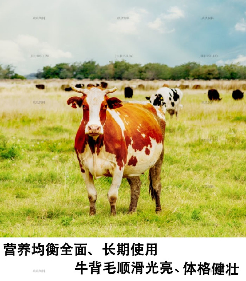小牛预混料犊牛生长用饲料批发易吸收拉大骨架皮毛好顺滑体格