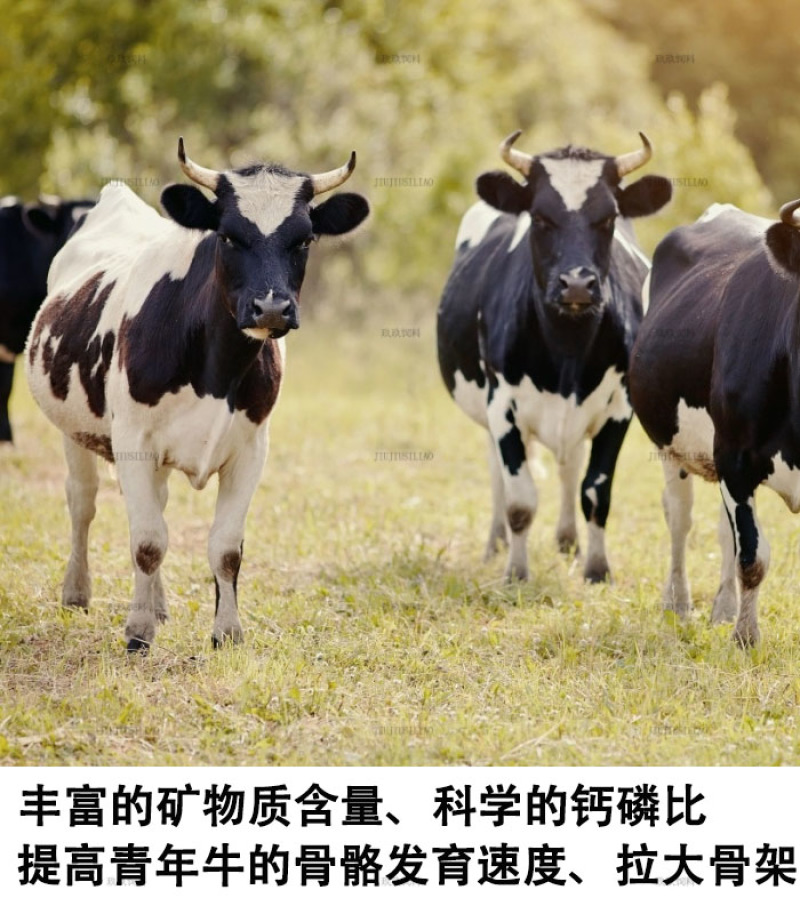 小牛预混料犊牛生长用饲料批发易吸收拉大骨架皮毛好顺滑体格