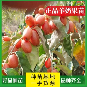 羊奶果水果苗大果绿化花卉观赏经庭院种植经济水果树苗