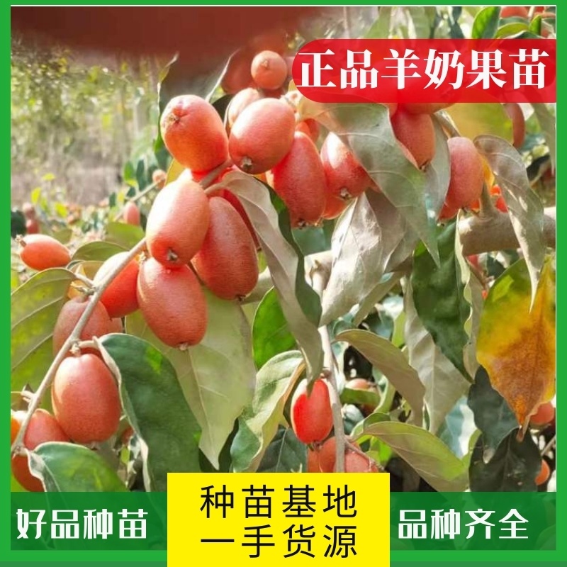 羊奶果水果苗大果绿化花卉观赏经庭院种植经济水果树苗