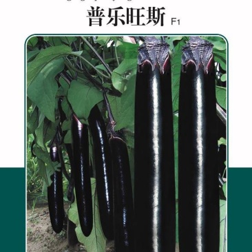 露地耐热茄子种子黑亮形茄子种子高秧墨茄种子黑茄子种子