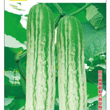 黄瓜种子