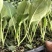 甘蓝苗批发包菜苗代育圆头甘蓝苗现苗出售