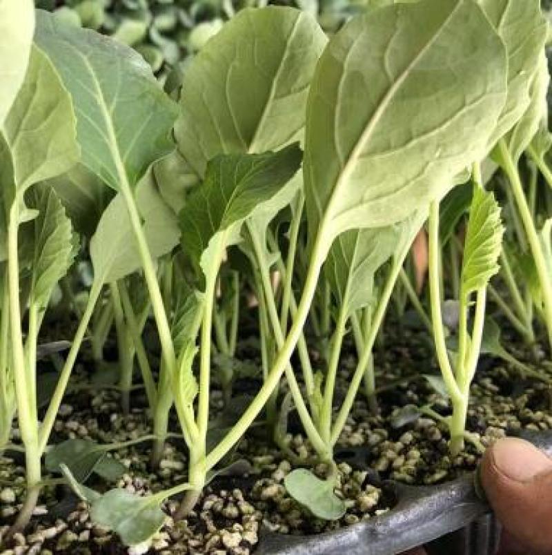 甘蓝苗批发包菜苗代育圆头甘蓝苗现苗出售