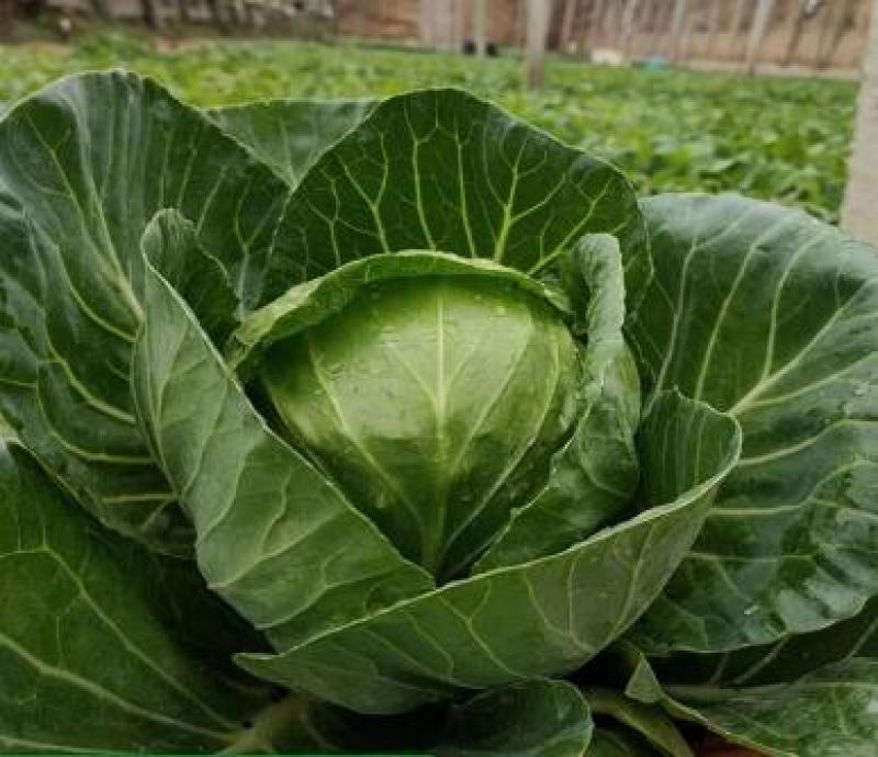 甘蓝苗批发包菜苗代育圆头甘蓝苗现苗出售