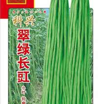 耐热豇豆种子嫩绿色荚长90公分不鼓籽无鼠尾