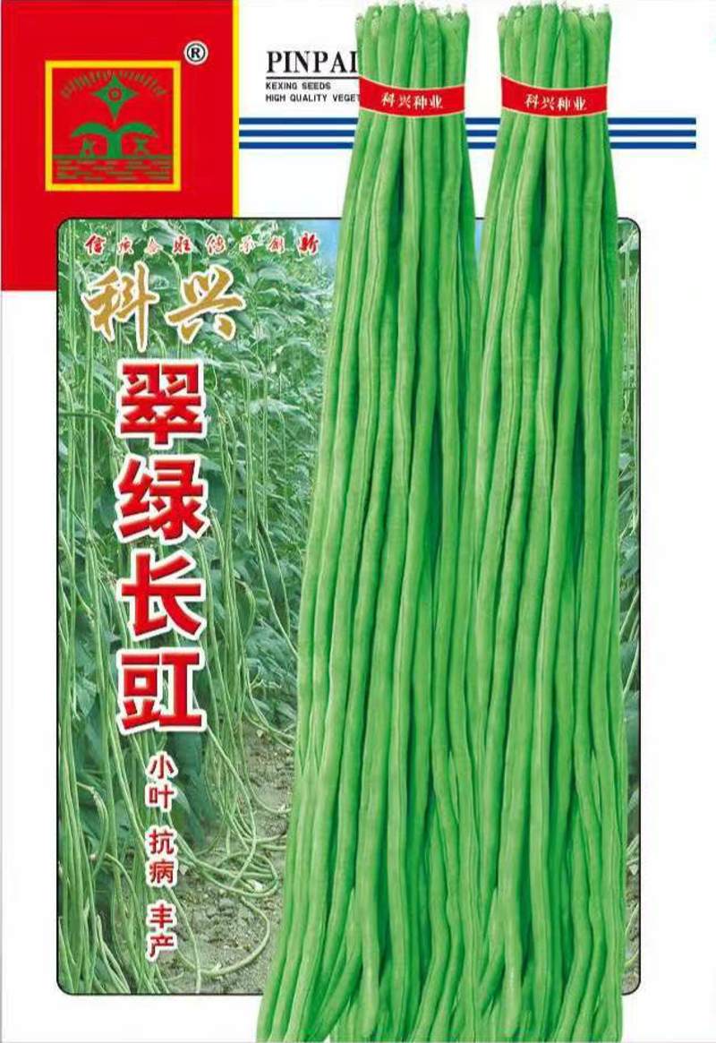 耐热豇豆种子嫩绿色荚长90公分不鼓籽无鼠尾