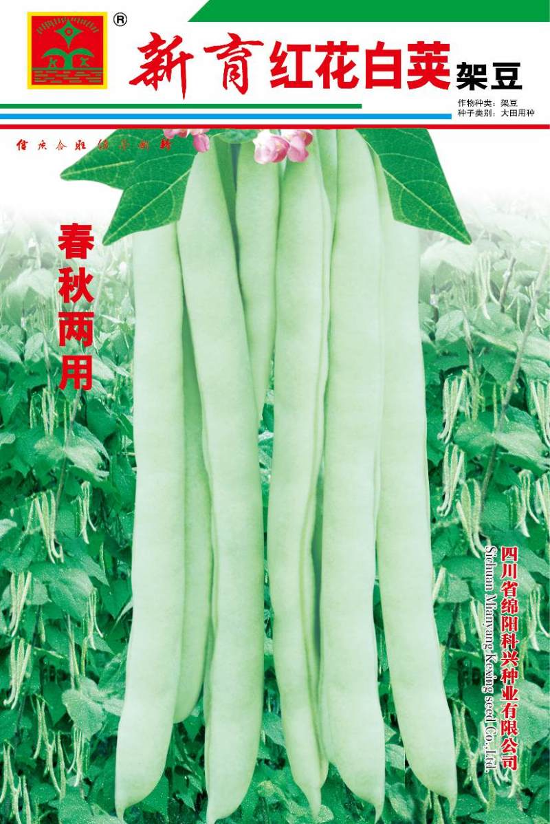 四季豆种子