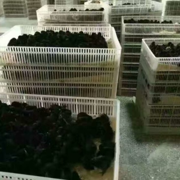 重庆黑鸡苗供应巫山绿壳蛋鸡苗,黑乌鸡苗供应