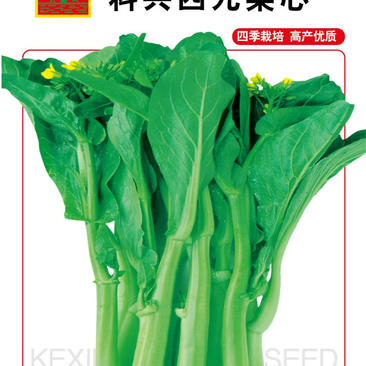 菜苔种子