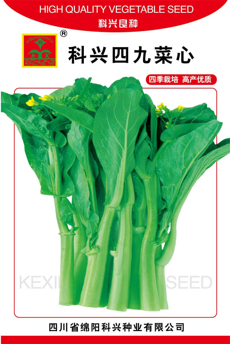 菜苔种子