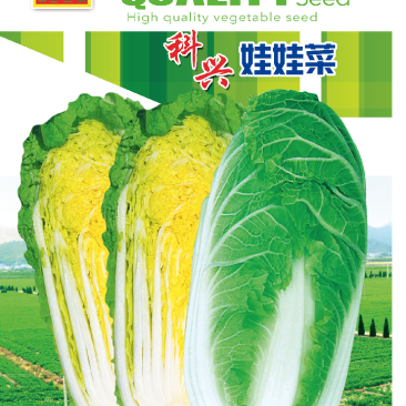 娃娃菜种子生长快上市早周期短经济效益好耐热耐湿