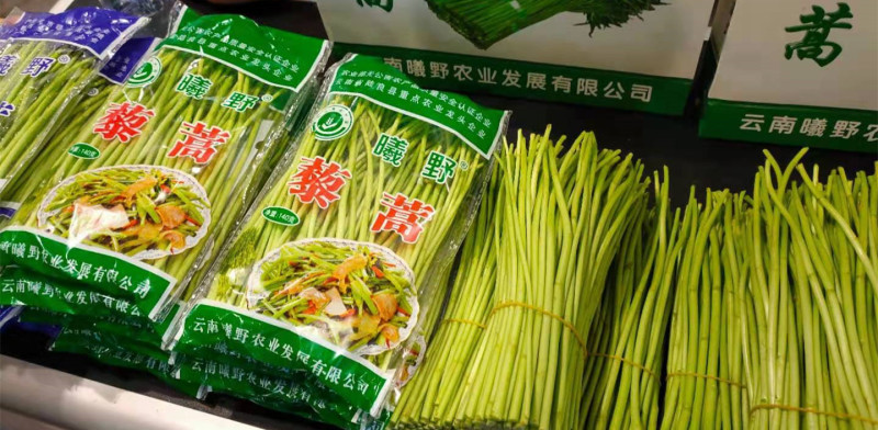 云南曦野农业-云南白藜蒿泥蒿芦蒿产地直发量大从优