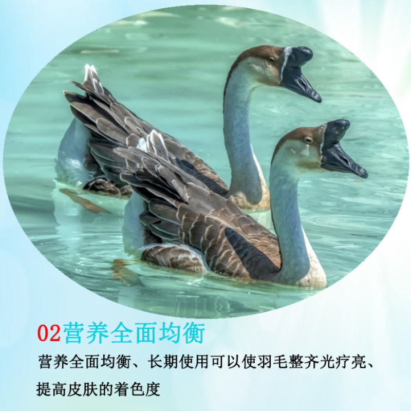 产蛋鹅预混料鹅产蛋期饲料提高产蛋量延长产蛋周期蛋大壳厚分