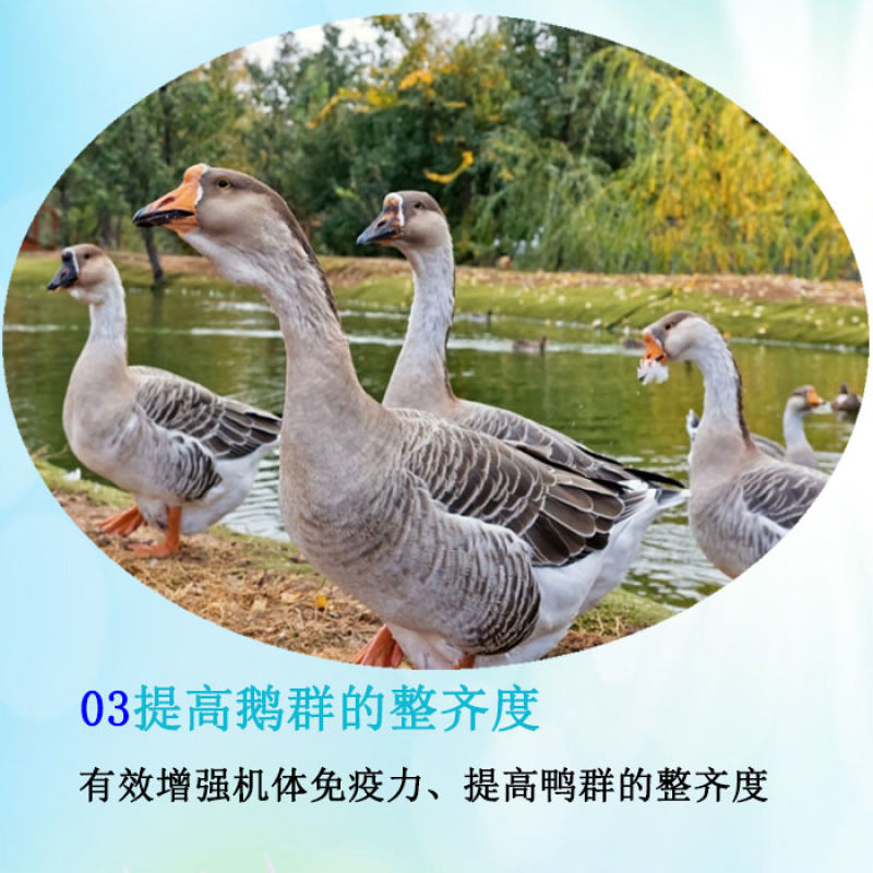 产蛋鹅预混料鹅产蛋期饲料提高产蛋量延长产蛋周期蛋大壳厚分