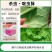 甲王星28%杀虫环啶虫脒多肉黄条跳甲白粉虱蚜虫蓟马杀虫剂