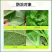 甲王星28%杀虫环啶虫脒多肉黄条跳甲白粉虱蚜虫蓟马杀虫剂