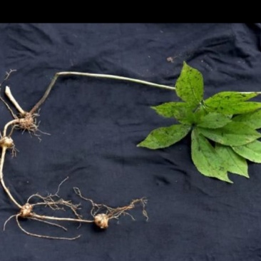 新鲜珠子参新型贵州中药材种植基地纽子七疙瘩七
