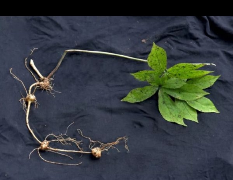 新鲜珠子参新型贵州中药材种植基地纽子七疙瘩七