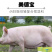 母猪预混料妊娠猪饲料怀孕备母猪营养复合维生素矿物质美