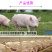 母猪预混料妊娠猪饲料怀孕备母猪营养复合维生素矿物质美