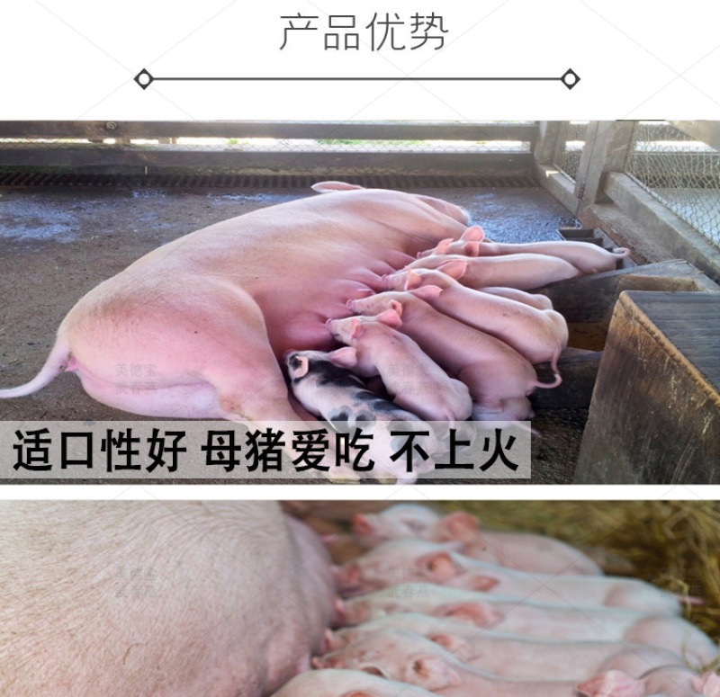 母猪哺乳预混料繁殖后备猪怀孕期三元长白太湖杜洛克藏香黑猪
