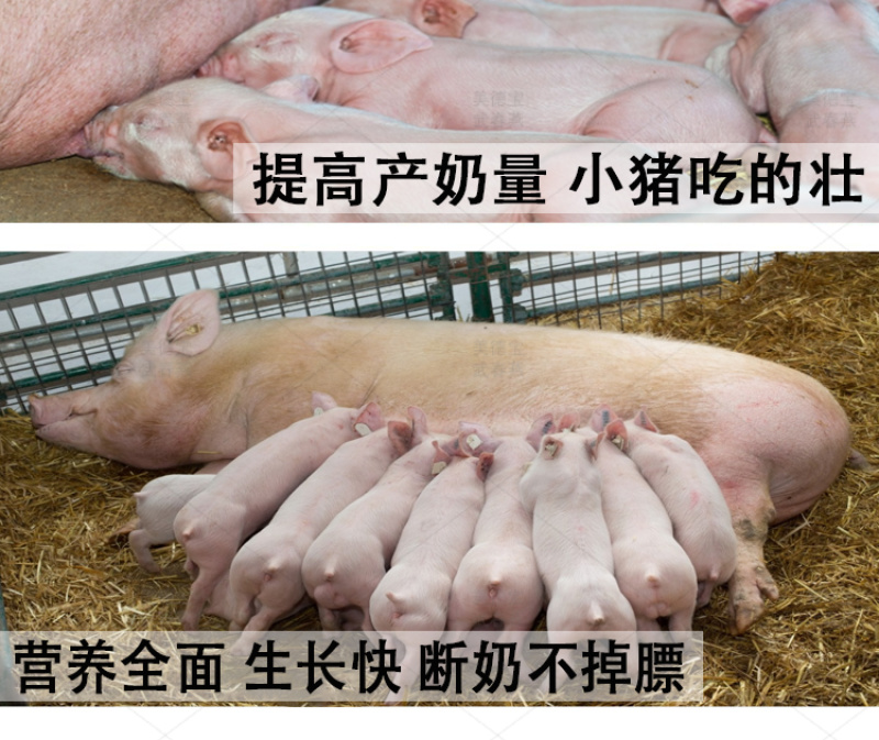 母猪哺乳预混料繁殖后备猪怀孕期三元长白太湖杜洛克藏香黑猪