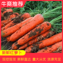河北胡萝卜小中大条规格齐全新鲜红萝卜沙地胡萝卜常年供应