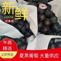 台州三门批发精品葡萄夏黑葡葡量大高品质诚信经营