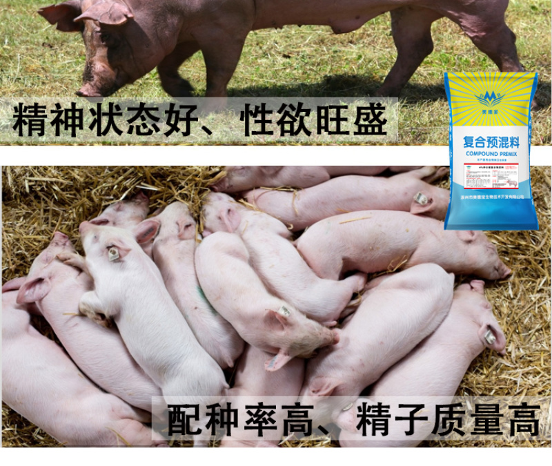 种公猪预混料公猪专用促进发情配种产仔多长白三元皮特兰公猪