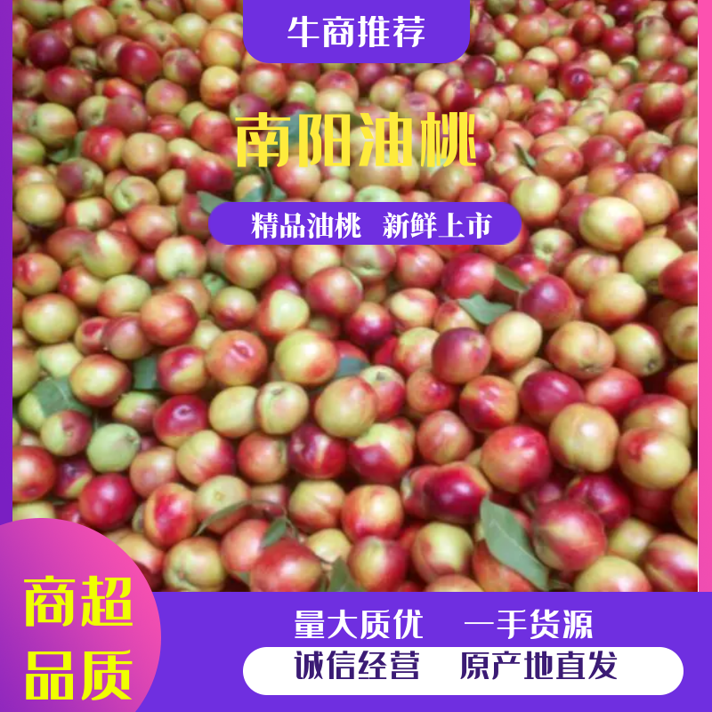 河南曙光油桃产地直销一手货源视频看货