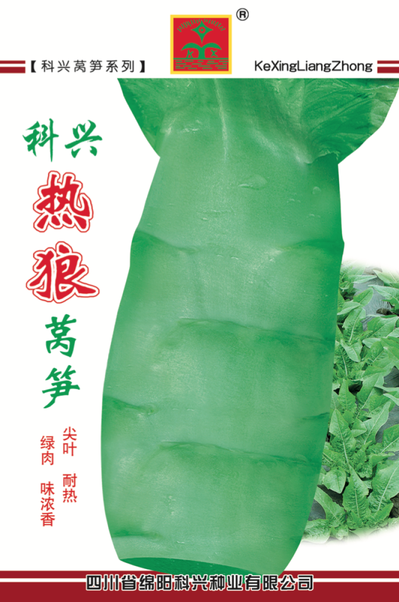 耐热莴笋种子生长速度快耐热莴苣种子耐热香笋