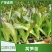 云南玉溪莴苣紫叶香芛苗清秀整齐，根系好成活高，品种全产量高