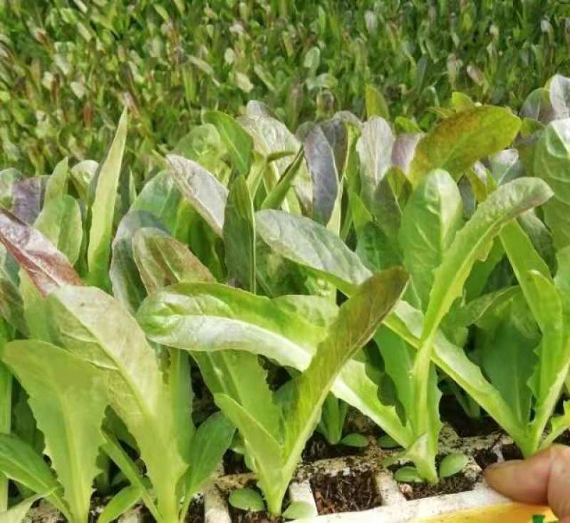 云南玉溪莴苣紫叶香芛苗清秀整齐，根系好成活高，品种全产量高