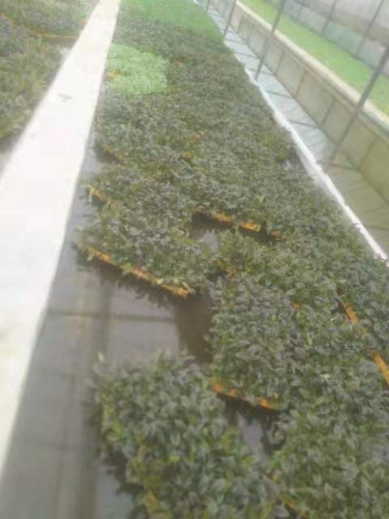 云南玉溪莴苣紫叶香芛苗清秀整齐，根系好成活高，品种全产量高