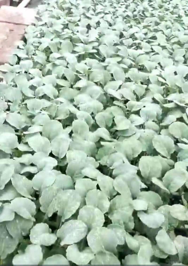 云南小铁头苗甘蓝苗清秀整齐，根系好成活高，品种全产量高